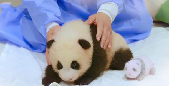 韩国艺人违规接触熊猫幼崽