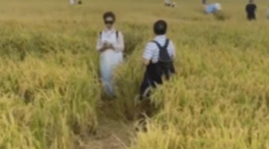 大理网红稻田被游客踩出坑